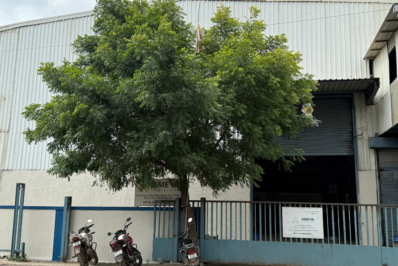 Plant 2